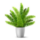 vector fern in a pot