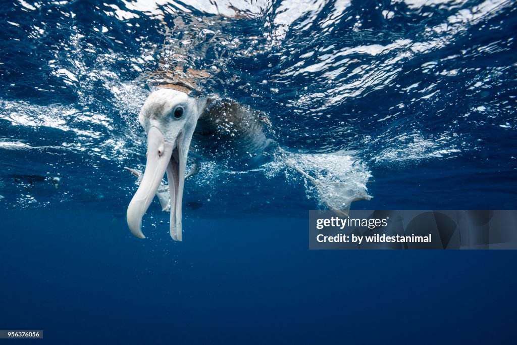 Underwater view of an albatross looking underwater, North Island, New Zealand.