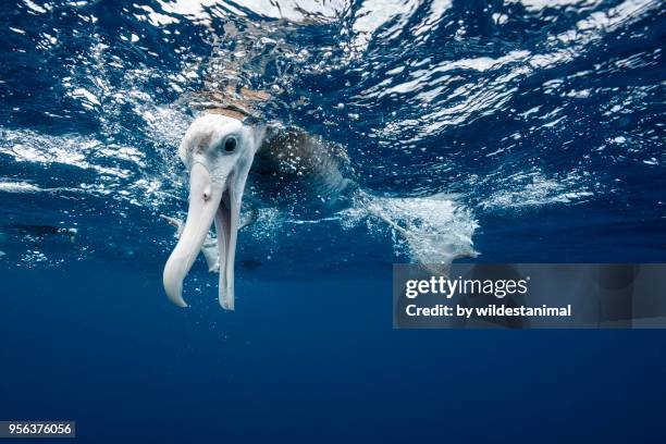 underwater view of an albatross looking underwater, north island, new zealand. - diomedea epomophora stock pictures, royalty-free photos & images