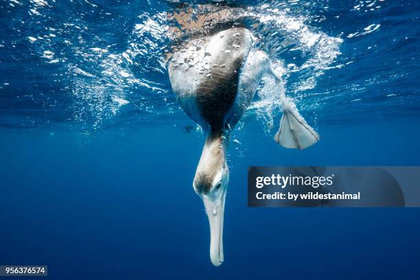 underwater view of an albatross looking underwater, north island, new zealand. - poot-met-zwemvliezen stockfoto's en -beelden