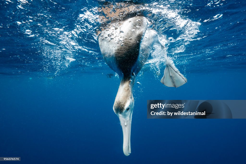 Underwater view of an albatross looking underwater, North Island, New Zealand.