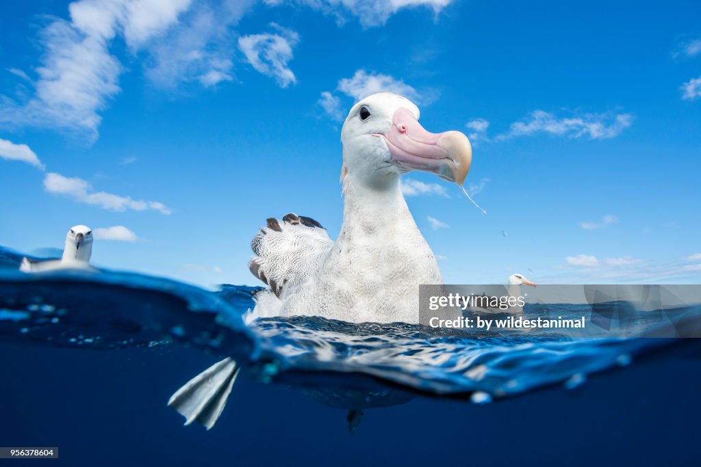 Close up of a wandering albatross floating on the water's surface, North Island, New Zealand.
