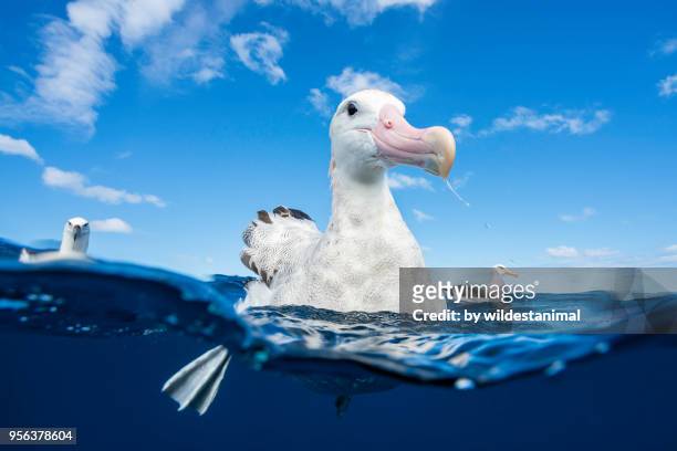 close up of a wandering albatross floating on the water's surface, north island, new zealand. - wandering albatross stock pictures, royalty-free photos & images