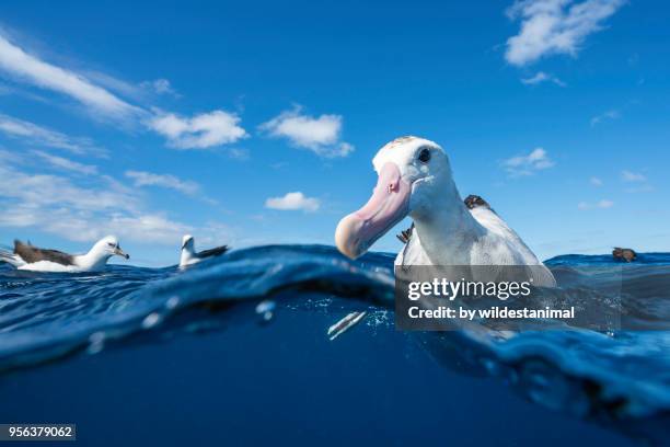 close up of a wandering albatross floating on the water's surface, north island, new zealand. - diomedea epomophora stock pictures, royalty-free photos & images