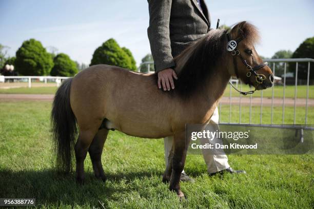 David Strutton 903 Miniature Horse Stock Photos, High-Res Pictures, and Images - Getty ...