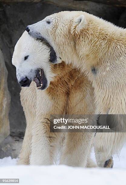 Knut, the 3-year-old polar bear and Giovanna, a female polar bear on loan from the Munich zoo, play in their enclosure at Berlin's Zoologischer...