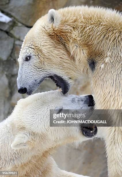 Knut, the 3-year-old polar bear and Giovanna, a female polar bear on loan from the Munich zoo, play in their enclosure at Berlin's Zoologischer...