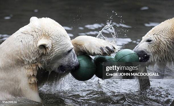 Knut, the 3-year-old polar bear and Giovanna, a female polar bear on loan from the Munich zoo, play tug of war as they swim in their enclosure at...