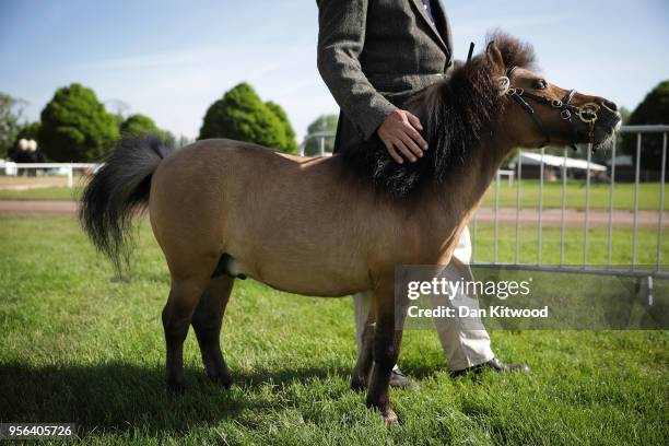 David Strutton 728 Miniature Horse Stock Photos, High-Res Pictures, and Images - Getty ...