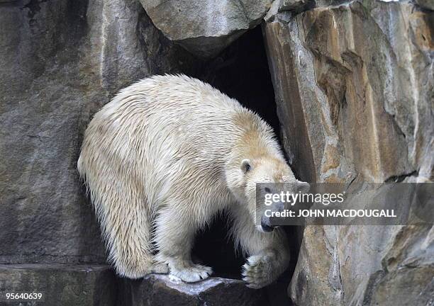 Knut, the three-year-old polar bear, leaves his "cave" in his enclosure at Berlin's Zoologischer Garten zoo January 8, 2010. With temperatures below...
