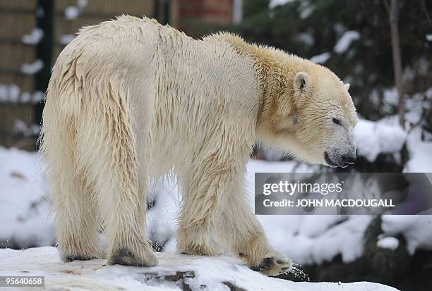 Giovanna, a female polar bear on loan from the Munich zoo, walks in the snow after taking a swim in the enclosure that she shares with Knut, the...