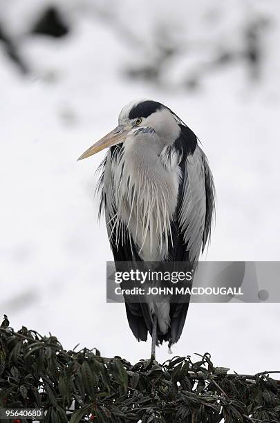 Grey Heron bird stands on one leg in the snow at Berlin's Zoologischer Garten zoo January 8, 2010. AFP PHOTO / JOHN MACDOUGALL