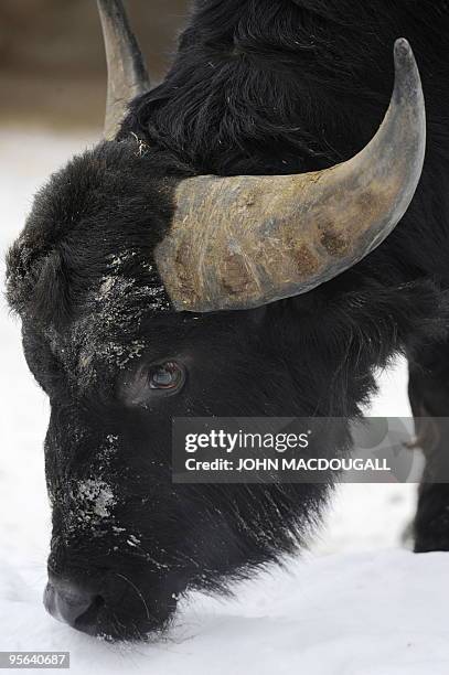 European Buffalo forages through the snow for food at Berlin's Zoologischer Garten zoo January 8, 2010. AFP PHOTO / JOHN MACDOUGALL