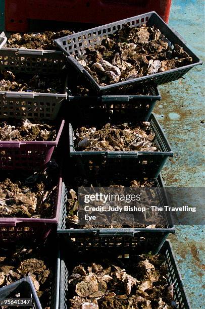 fresh oysters held for market shipments - cap ferret stock pictures, royalty-free photos & images