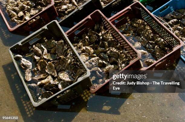 holding baskets of fresh cap ferret oysters - cap ferret stock pictures, royalty-free photos & images