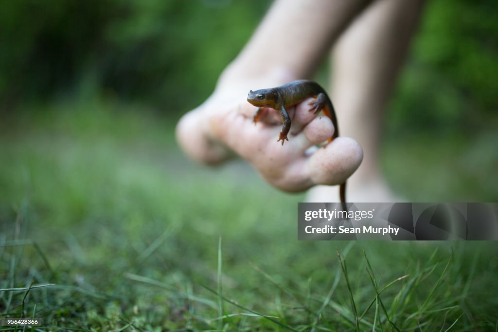 Newt on teenage boys foot, close-up