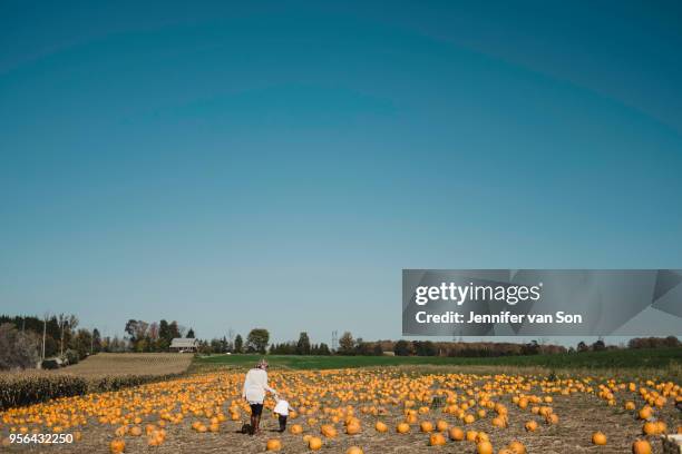 mother and daughter in field of pumpkins, oshawa, canada, north america - oshawa stock-fotos und bilder