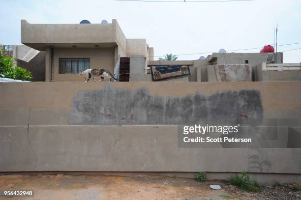 Cat walks across the wall of the family house of Iraqi Shiite resident Aziz Ali Hassan and his family, which is splashed with gray paint to cover...