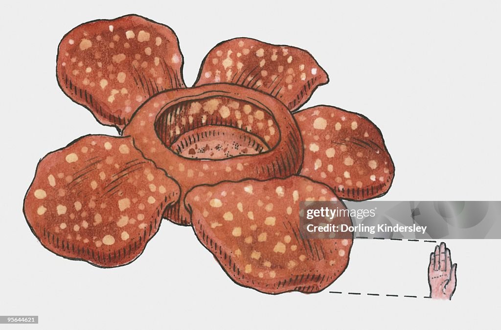 Illustration of Rafflesia arnoldii flower compared to size of human hand