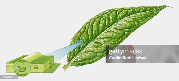 illustration of leaf with cross section of vascular system - siebteil stock-grafiken, -clipart, -cartoons und -symbole