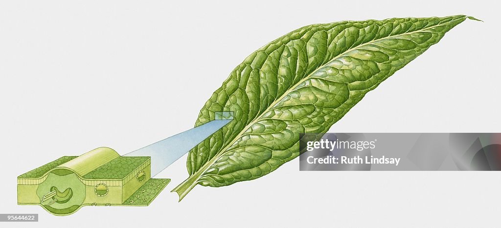 Illustration of leaf with cross section of vascular system
