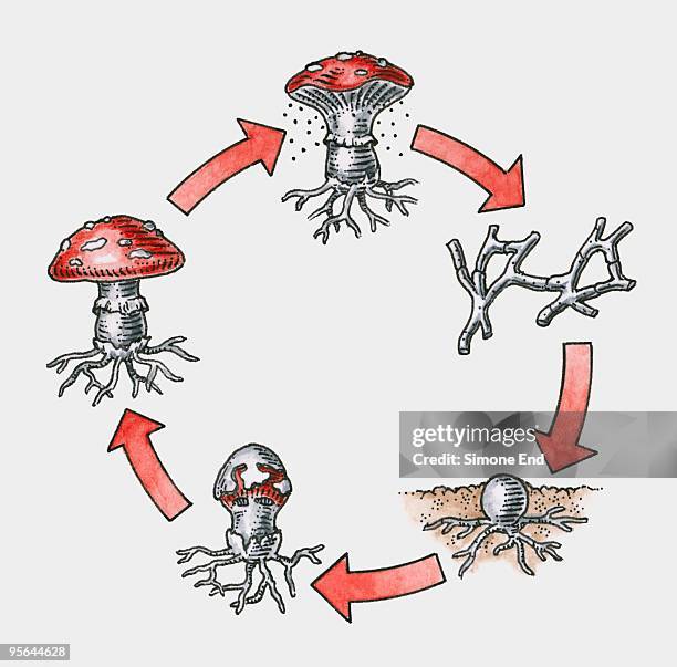 illustration of life cycle of amanita muscaria (fly agaric) - lifecycle stock-grafiken, -clipart, -cartoons und -symbole