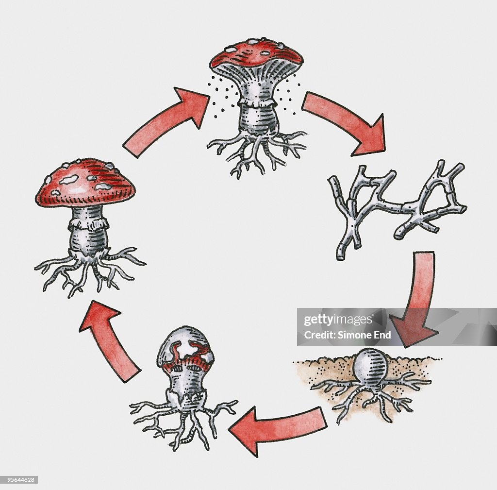 Illustration of life cycle of Amanita muscaria (Fly Agaric)