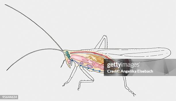 cross section illustration of internal anatomy of female katydid - heart cross section stock illustrations