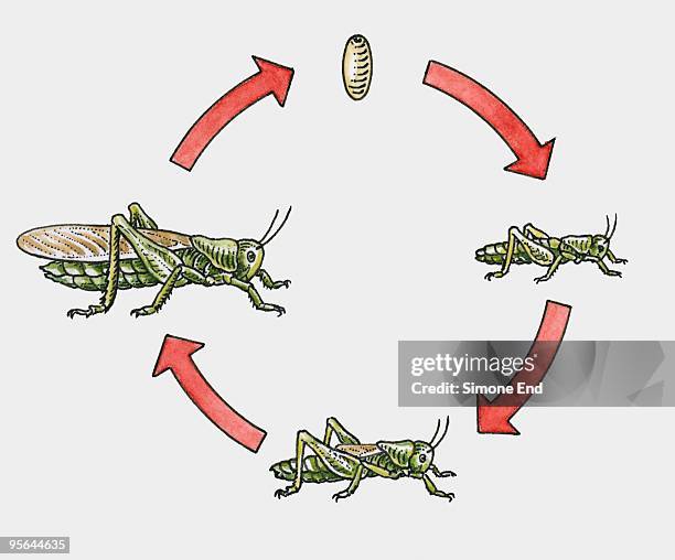 ilustraciones, imágenes clip art, dibujos animados e iconos de stock de illustration of grasshopper life cycle from egg to adult - saltamontes