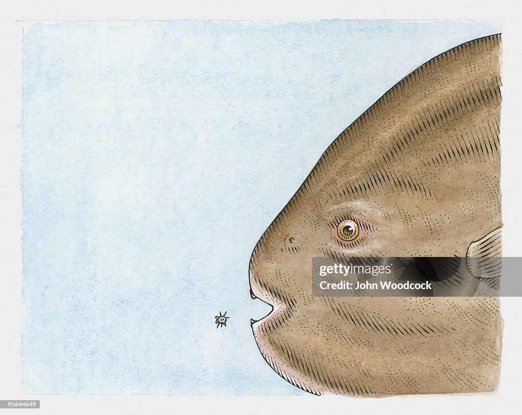Illustration of large adult ocean Sunfish (Mola mola) with small young