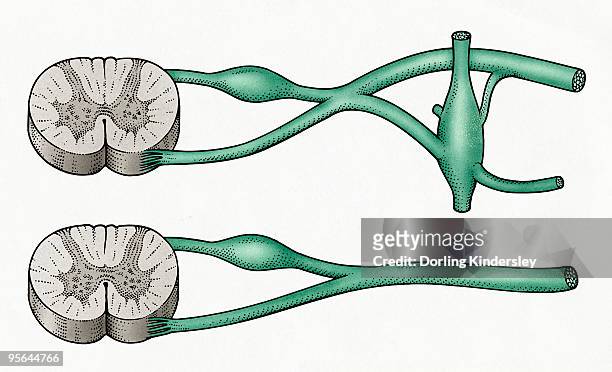 ilustraciones, imágenes clip art, dibujos animados e iconos de stock de digital cross section illustration of sympathetic and parasympathetic nerves - vena cava vena humana