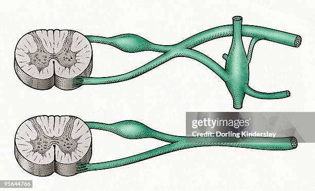 stockillustraties, clipart, cartoons en iconen met digital cross section illustration of sympathetic and parasympathetic nerves - autonoom zenuwstelsel