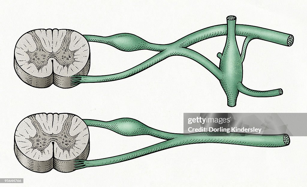 Digital cross section illustration of sympathetic and parasympathetic nerves