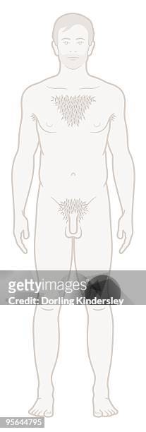ilustraciones, imágenes clip art, dibujos animados e iconos de stock de digital illustration of naked young adult male - cabello púbico