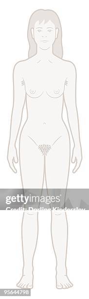 ilustrações de stock, clip art, desenhos animados e ícones de digital illustration of naked young woman - pêlo pubiano