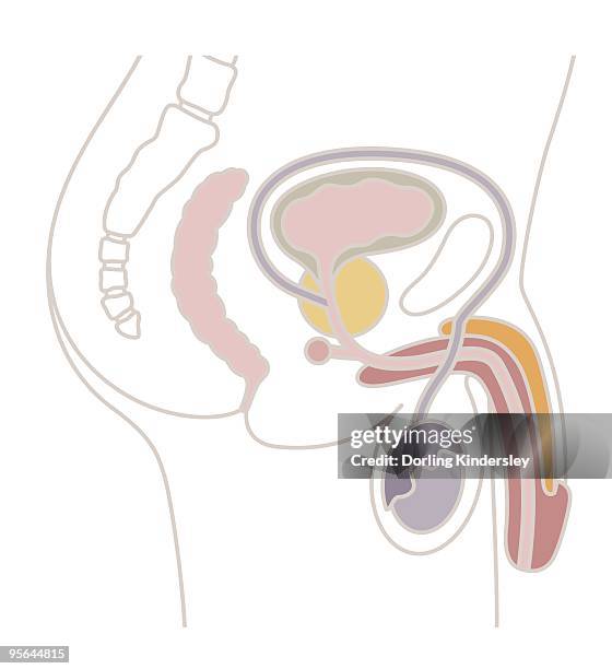 ilustrações de stock, clip art, desenhos animados e ícones de digital illustration of male reproductive system - intestino grosso humano