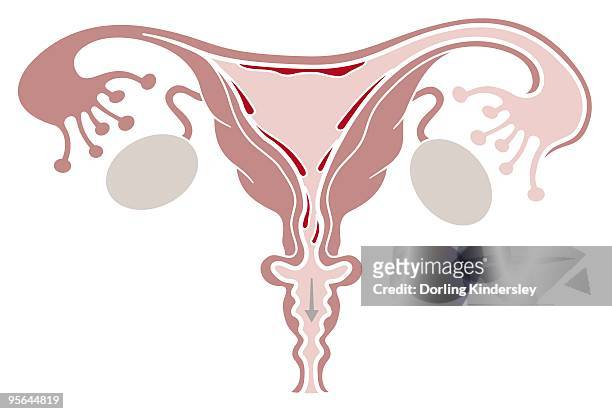 digital illustration of shedding uterine lining during menstruation - shed stock-grafiken, -clipart, -cartoons und -symbole