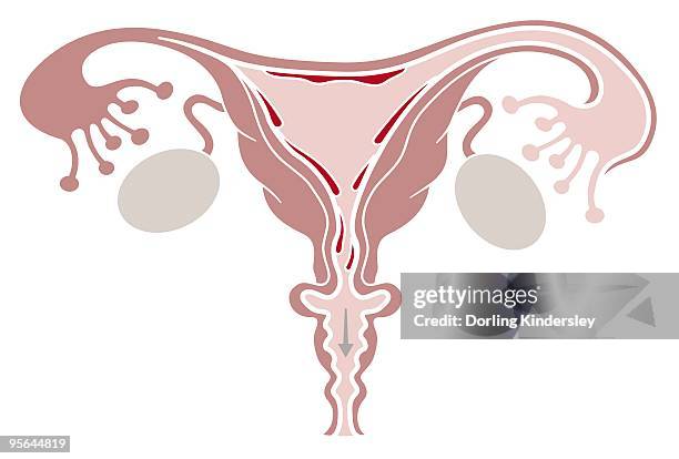 bildbanksillustrationer, clip art samt tecknat material och ikoner med digital illustration of shedding uterine lining during menstruation - äggledare