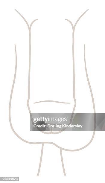 stockillustraties, clipart, cartoons en iconen met digital illustration of flaccid uncircumcised penis and testis - flaccid