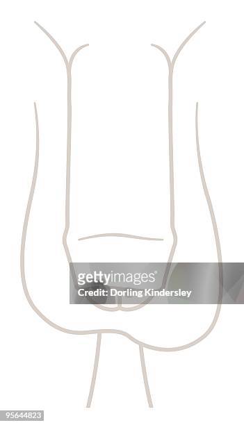 digital illustration of flaccid uncircumcised penis and testis - flaccid stock illustrations
