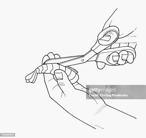black and white illustration of deveining prawn using scissors to cut along back - studio set up stock illustrations