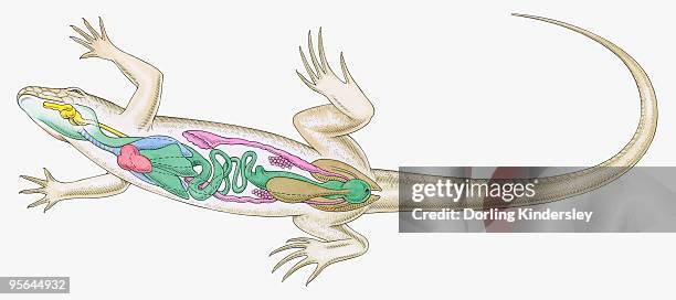 stockillustraties, clipart, cartoons en iconen met cross section illustration of internal anatomy of female lizard - animal digestive system