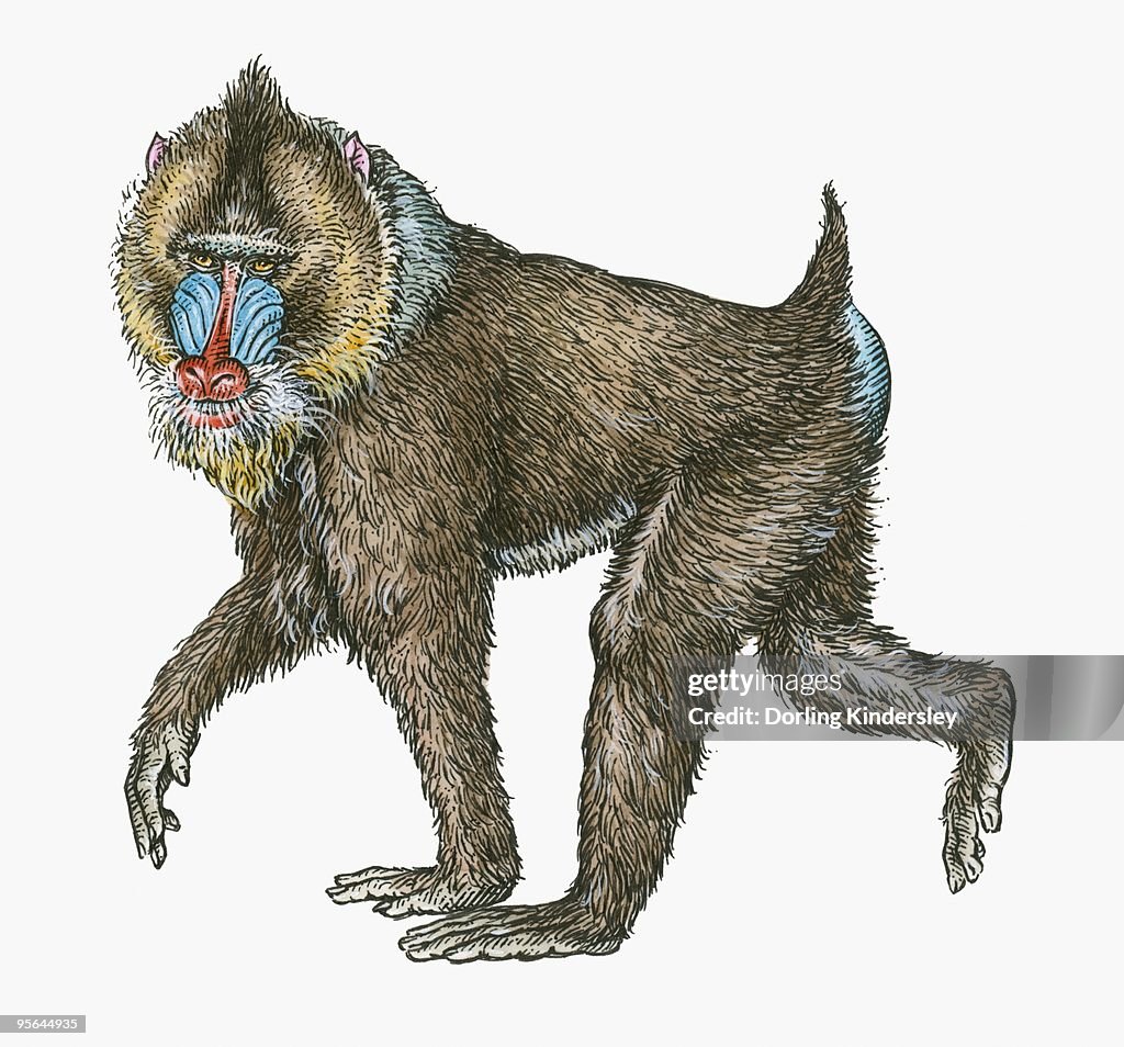 Mandril Vector Illustration Of Male Mandrill High-Res Vector Graphic - Getty Images