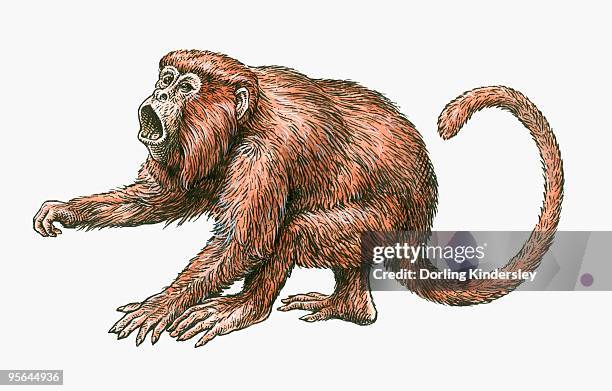 illustration of aggressive male red howler monkey (alouatta seniculus) - red howler monkeys stock illustrations