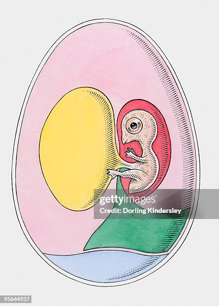 cross section illustration of bird embryo inside egg - sac 幅插畫檔、美工圖案、卡通及圖標