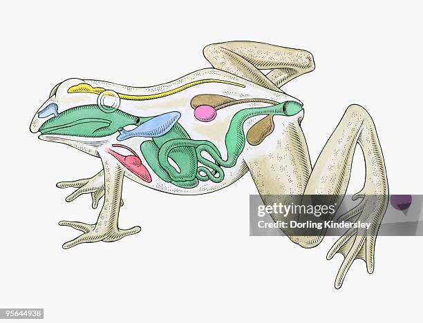 illustrations, cliparts, dessins animés et icônes de cross section illustration of internal anatomy of male frog - intestin animal
