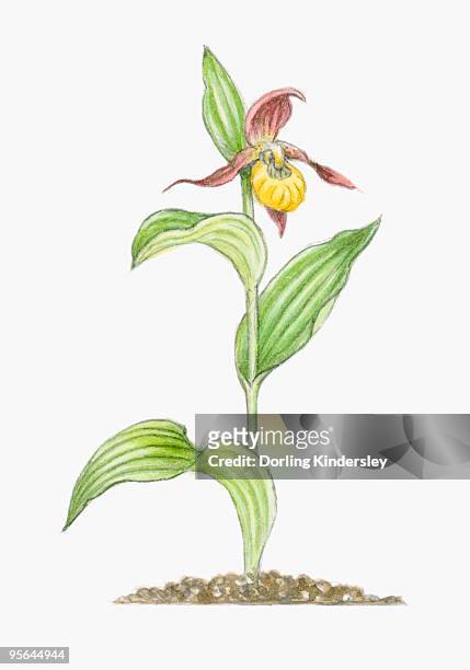 illustration of cypripedium calceolus (lady's slipper), yellow and deep red orchid on tall stem with - calceolus stock-grafiken, -clipart, -cartoons und -symbole