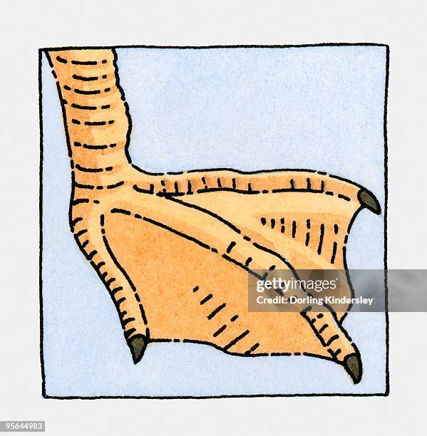 illustration of seagull (laridae), webbed foot, close-up - webbed foot stock-grafiken, -clipart, -cartoons und -symbole