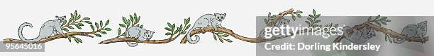 illustration of northern greater galago (otolemur garnettii) climbing through branches of jungle tre - bush baby stock illustrations