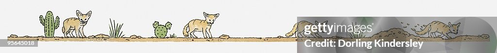 Illustration of Fennec Fox (Vulpes zerda or Fennecus zerda) hunting for food in desert